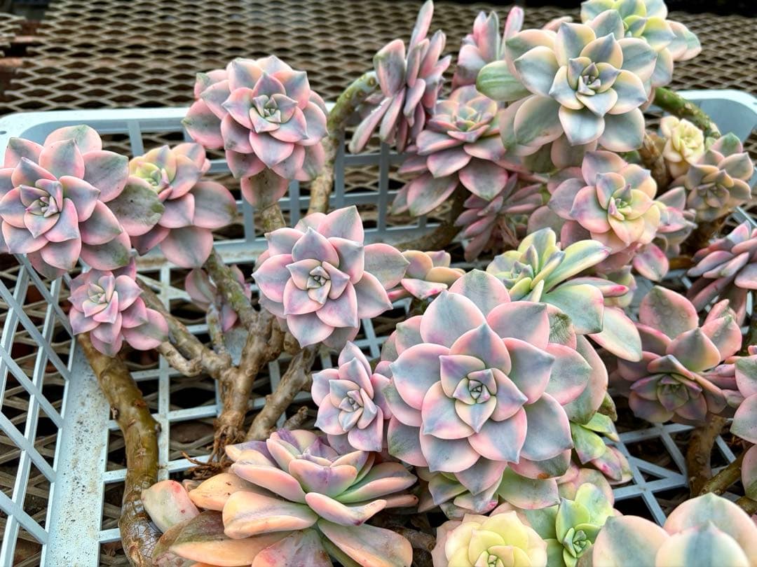 確認専用出品‼️エケベリア　パープルディライト　特大群生