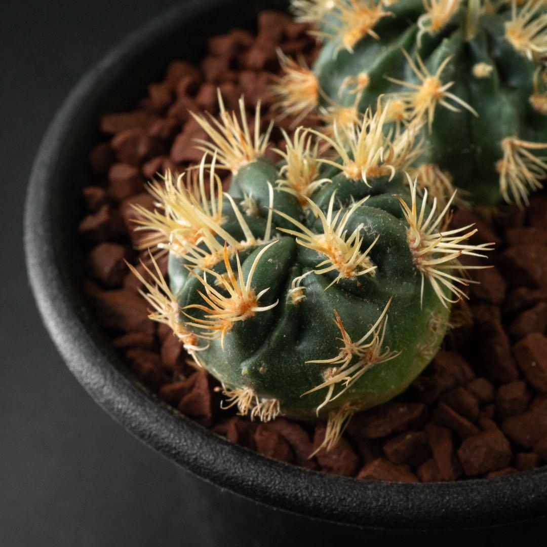 綾波 モンスト x2 （実生） #215