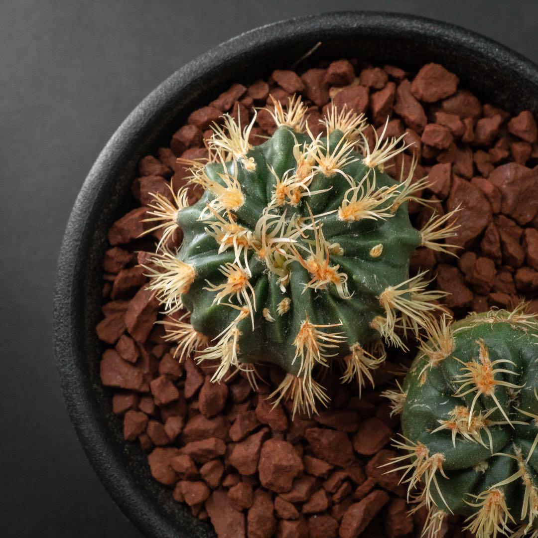 綾波 モンスト x2 （実生） #215