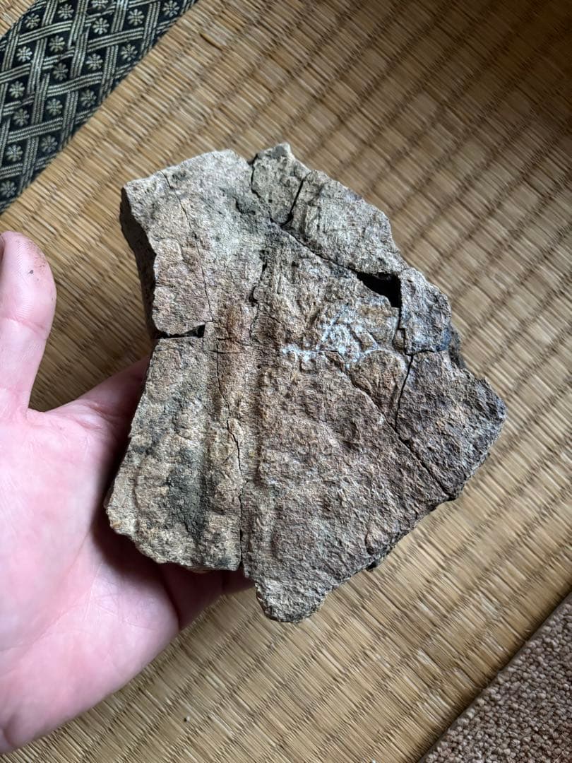 トリケラトプス　フリル　化石　恐竜