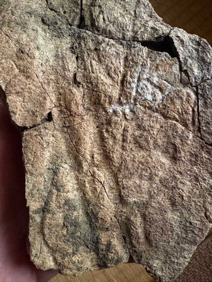 トリケラトプス　フリル　化石　恐竜