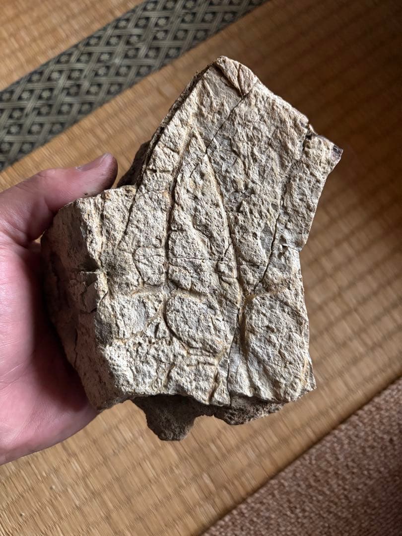 トリケラトプス　フリル　化石　恐竜