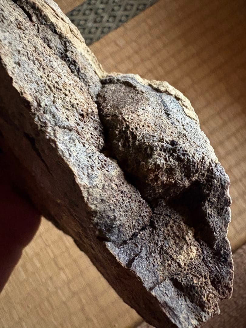 トリケラトプス　フリル　化石　恐竜