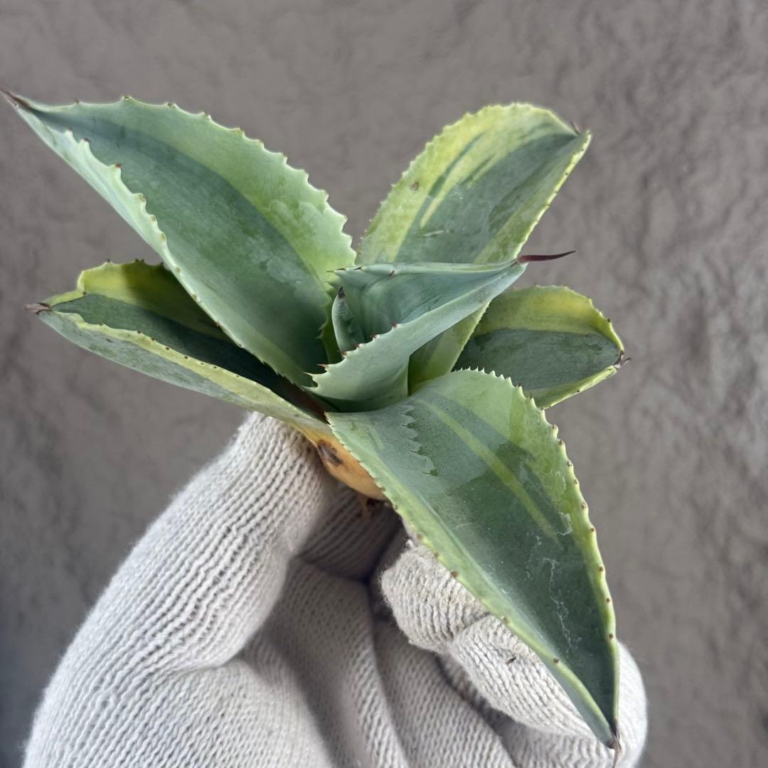 く*て様 【アガベ オバティフォリア“オルカ”】地植え/-18℃まで/極上　L2