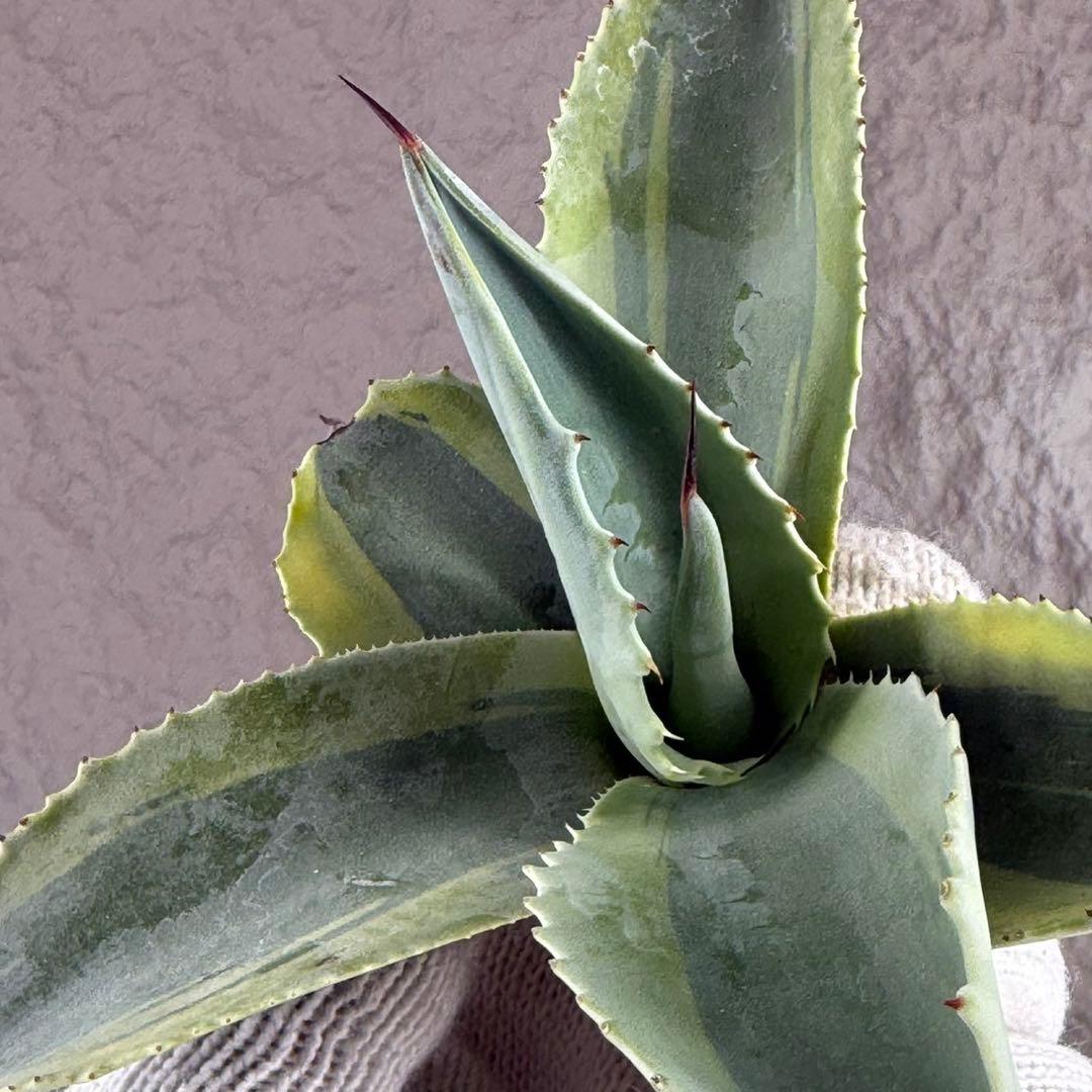 く*て様 【アガベ オバティフォリア“オルカ”】地植え/-18℃まで/極上　L2