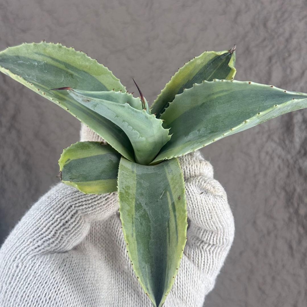 く*て様 【アガベ オバティフォリア“オルカ”】地植え/-18℃まで/極上　L2