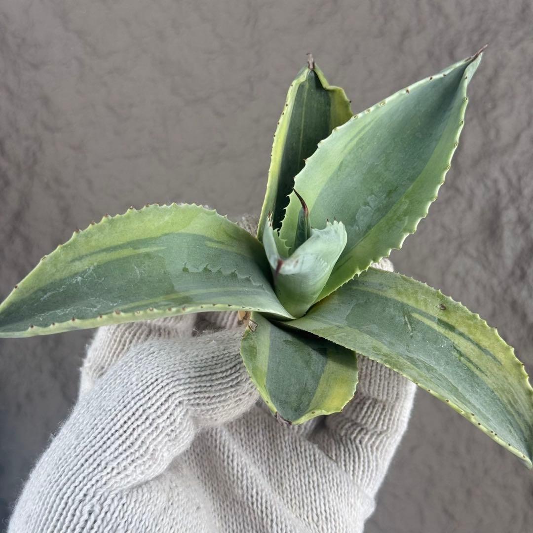 く*て様 【アガベ オバティフォリア“オルカ”】地植え/-18℃まで/極上　L2