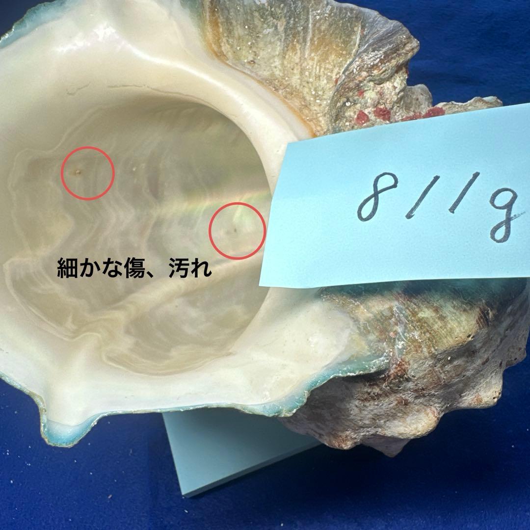 夜光貝　ヤコウ貝　まとめ売り　15個　12、5kg アクセサリー　ルア