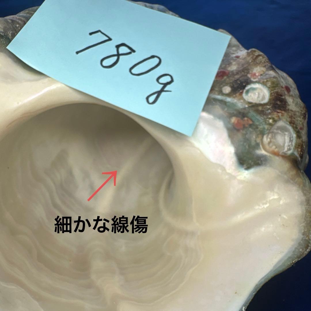 夜光貝　ヤコウ貝　まとめ売り　15個　12、5kg アクセサリー　ルア