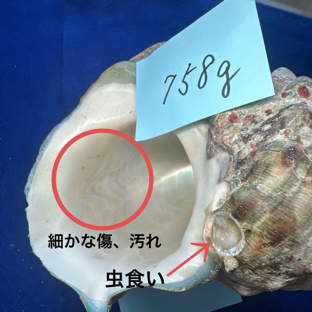 夜光貝　ヤコウ貝　まとめ売り　15個　12、5kg アクセサリー　ルア