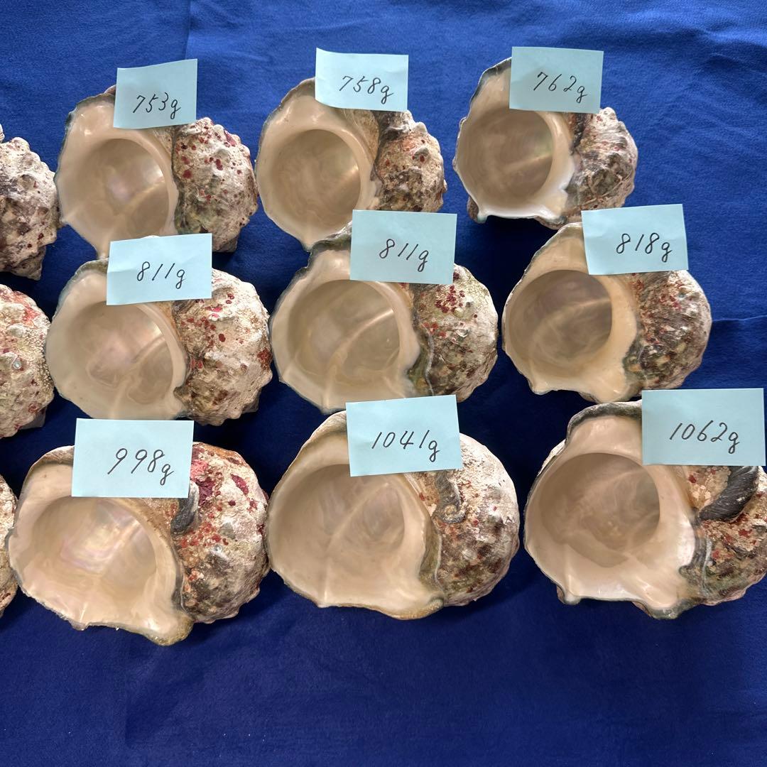 夜光貝　ヤコウ貝　まとめ売り　15個　12、5kg アクセサリー　ルア