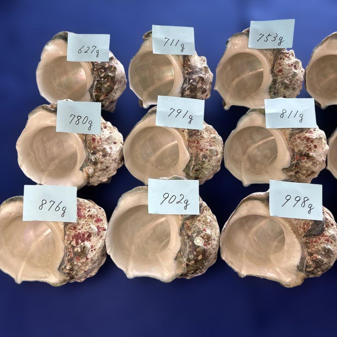 夜光貝　ヤコウ貝　まとめ売り　15個　12、5kg アクセサリー　ルア