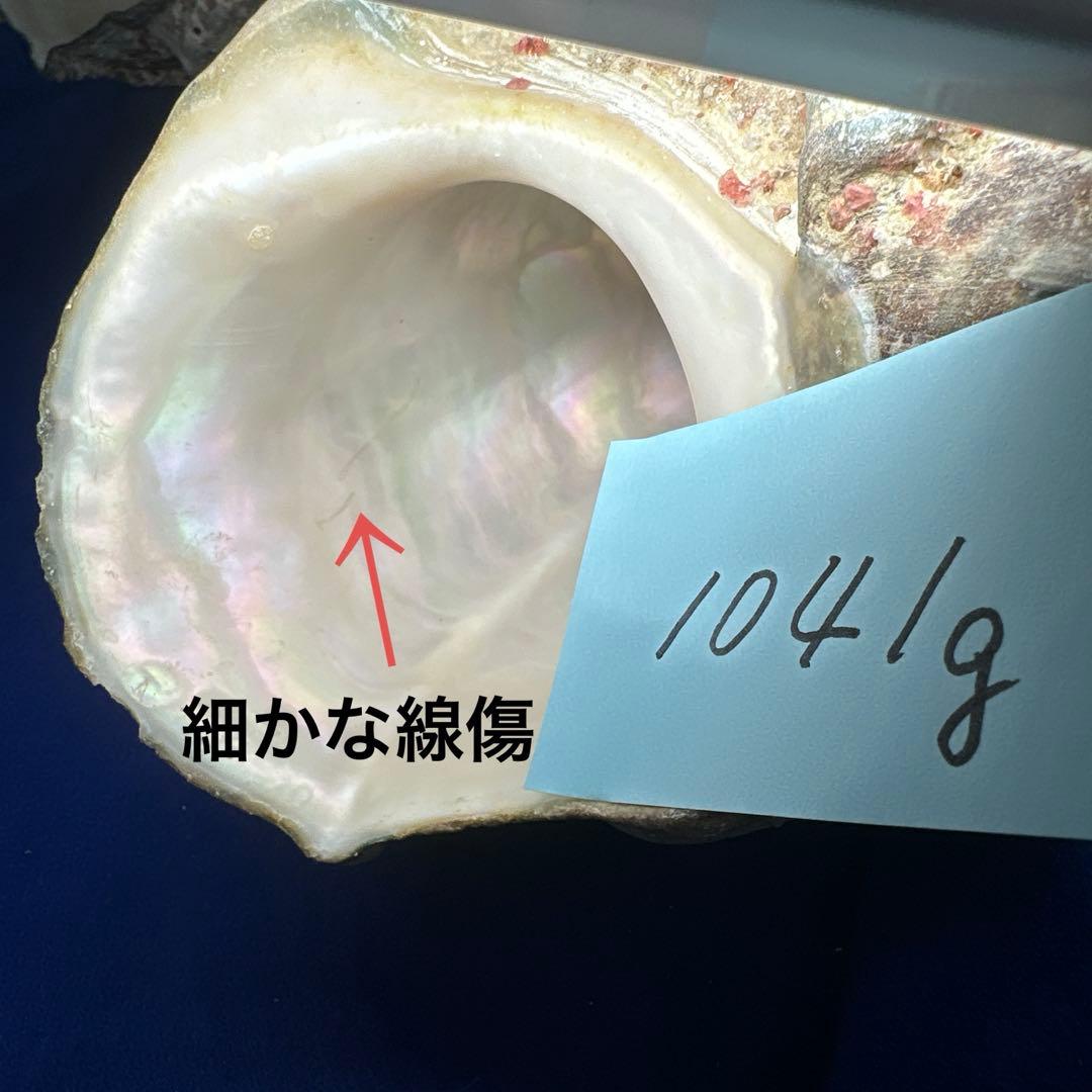 夜光貝　ヤコウ貝　まとめ売り　15個　12、5kg アクセサリー　ルア