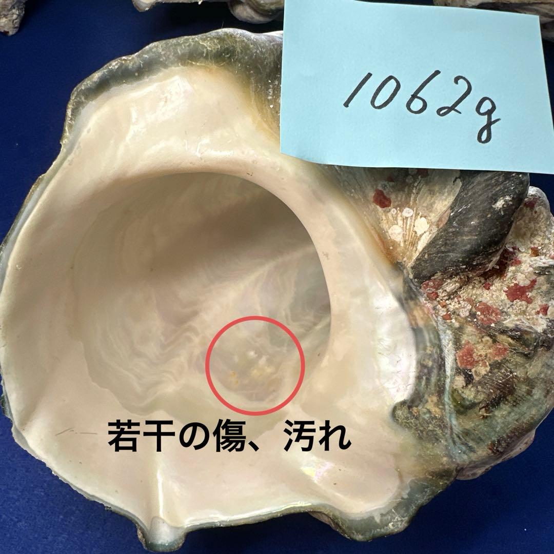 夜光貝　ヤコウ貝　まとめ売り　15個　12、5kg アクセサリー　ルア