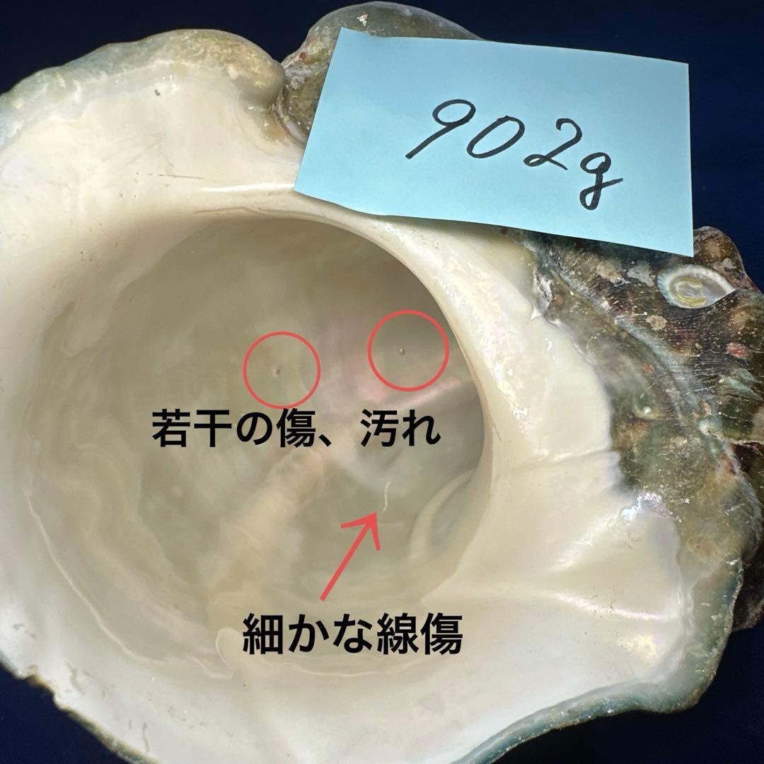 夜光貝　ヤコウ貝　まとめ売り　15個　12、5kg アクセサリー　ルア