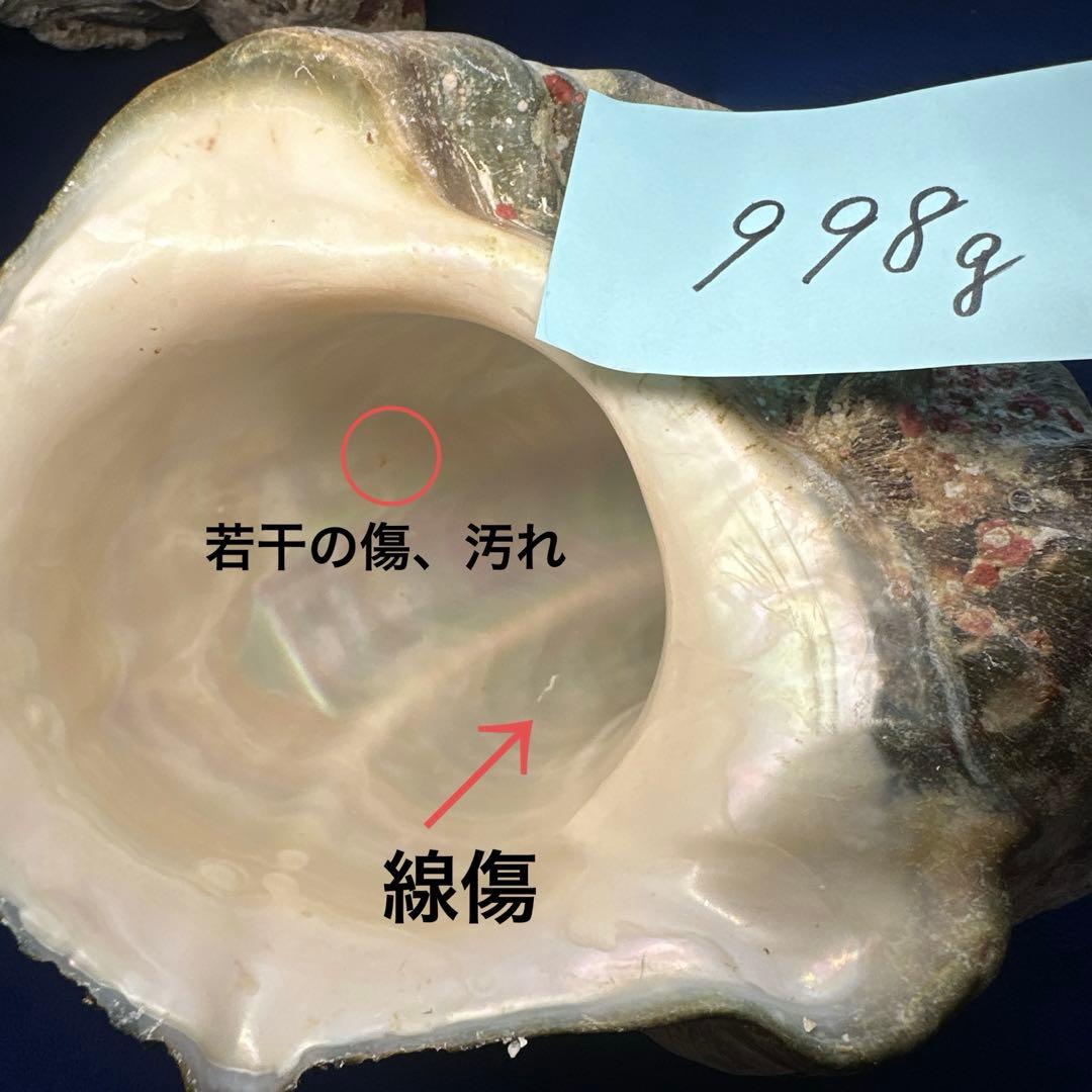 夜光貝　ヤコウ貝　まとめ売り　15個　12、5kg アクセサリー　ルア