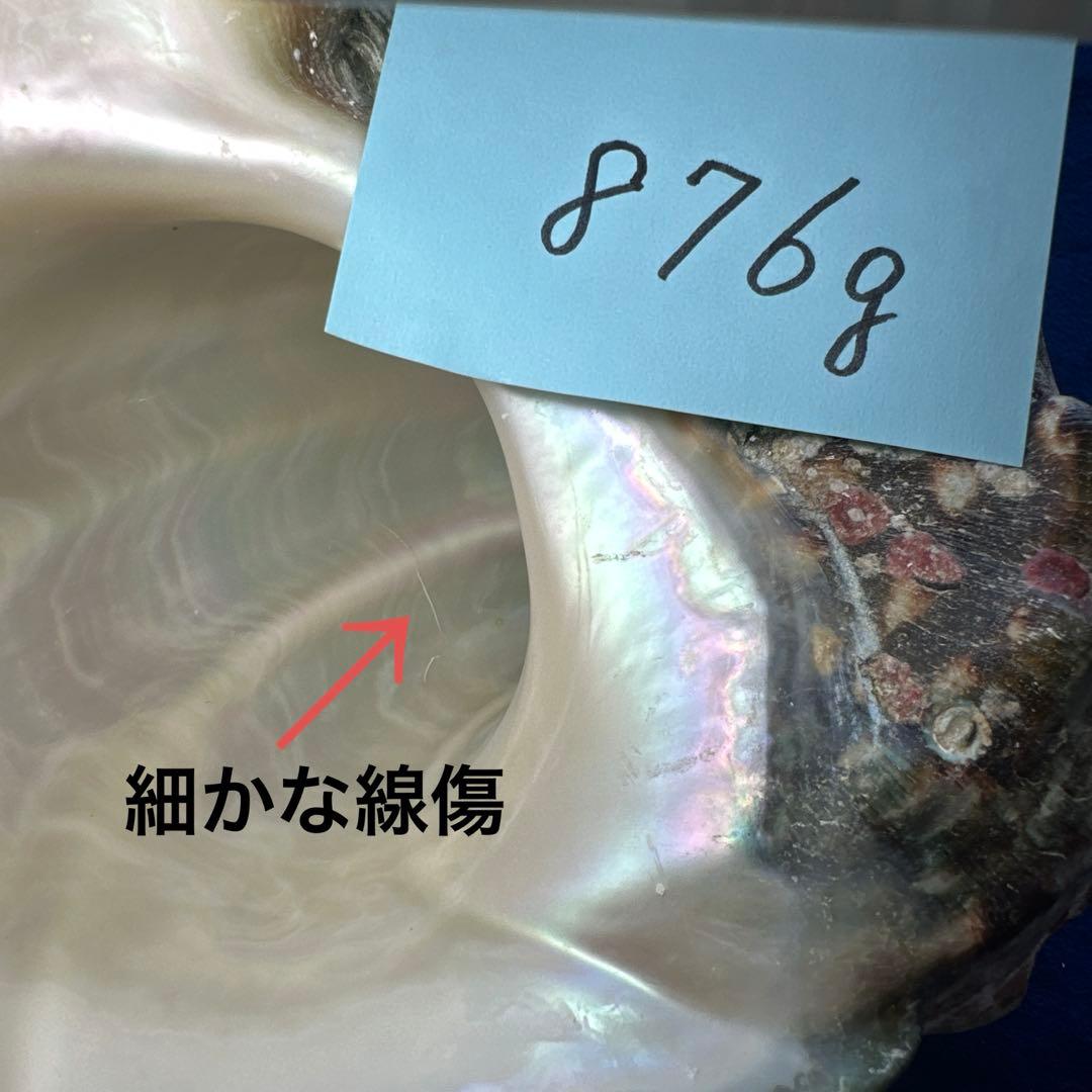 夜光貝　ヤコウ貝　まとめ売り　15個　12、5kg アクセサリー　ルア