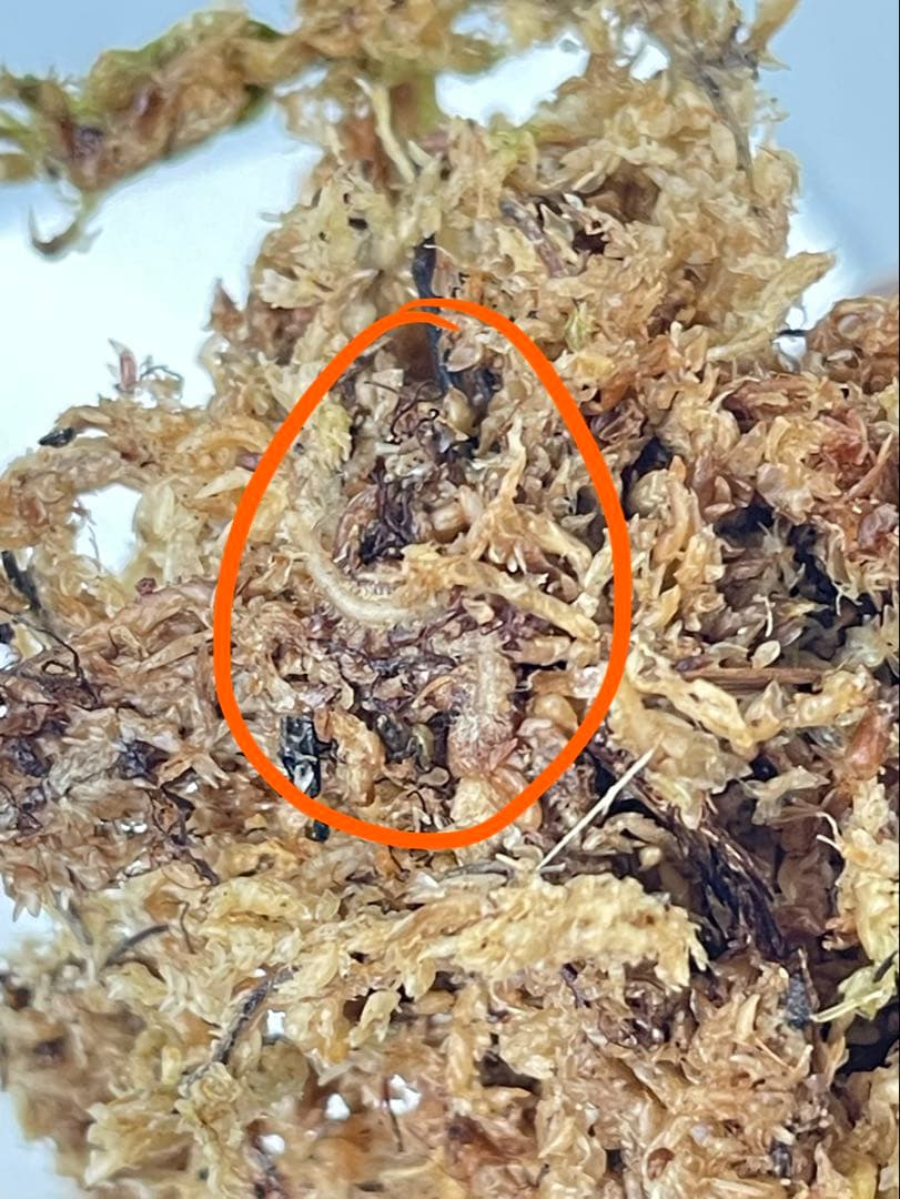 ザミオクルカス ブラック ピンクバリエガータ斑入りZZ plant 15 - メルカリ