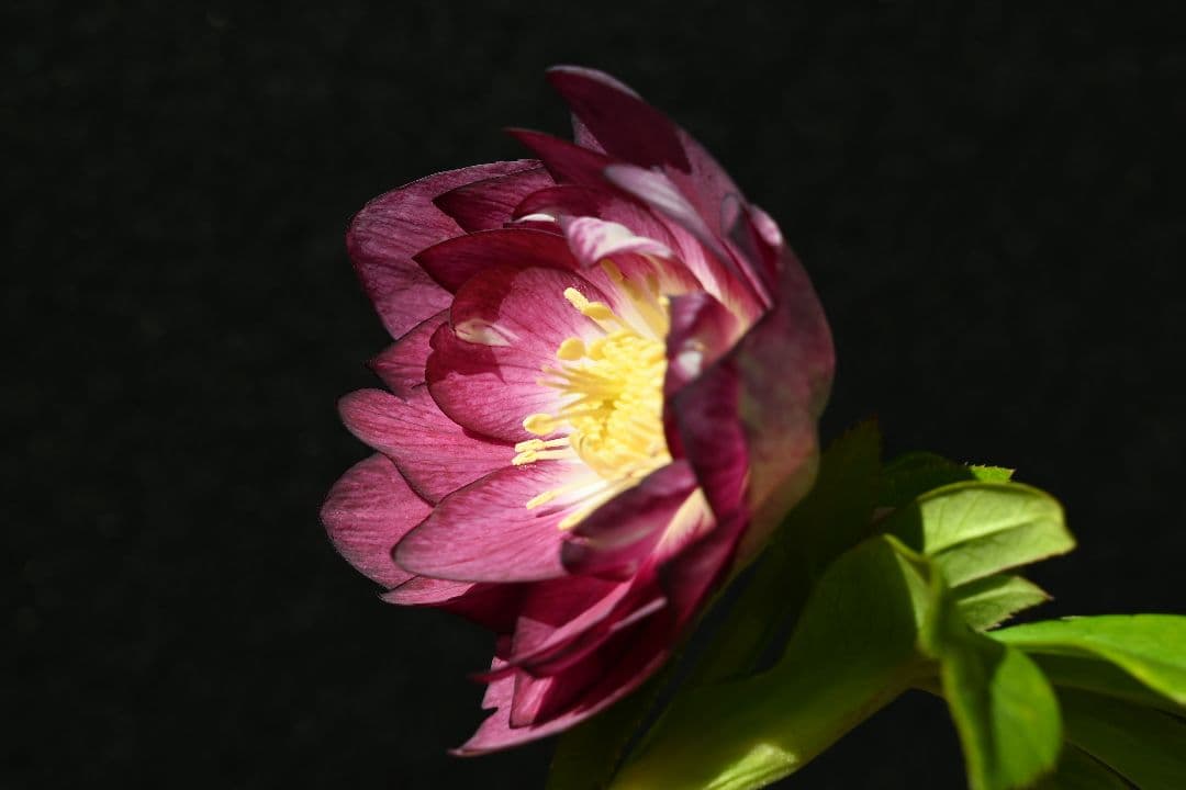 クリスマスローズ　認定紅白の輝き　加藤農園