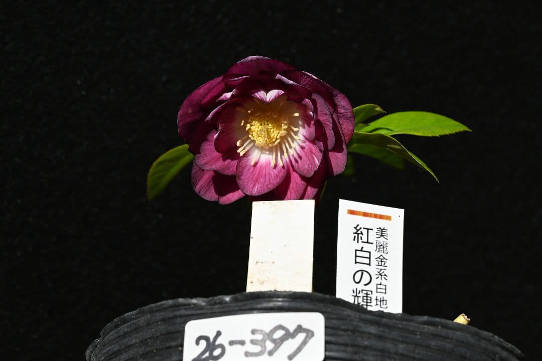 クリスマスローズ　認定紅白の輝き　加藤農園