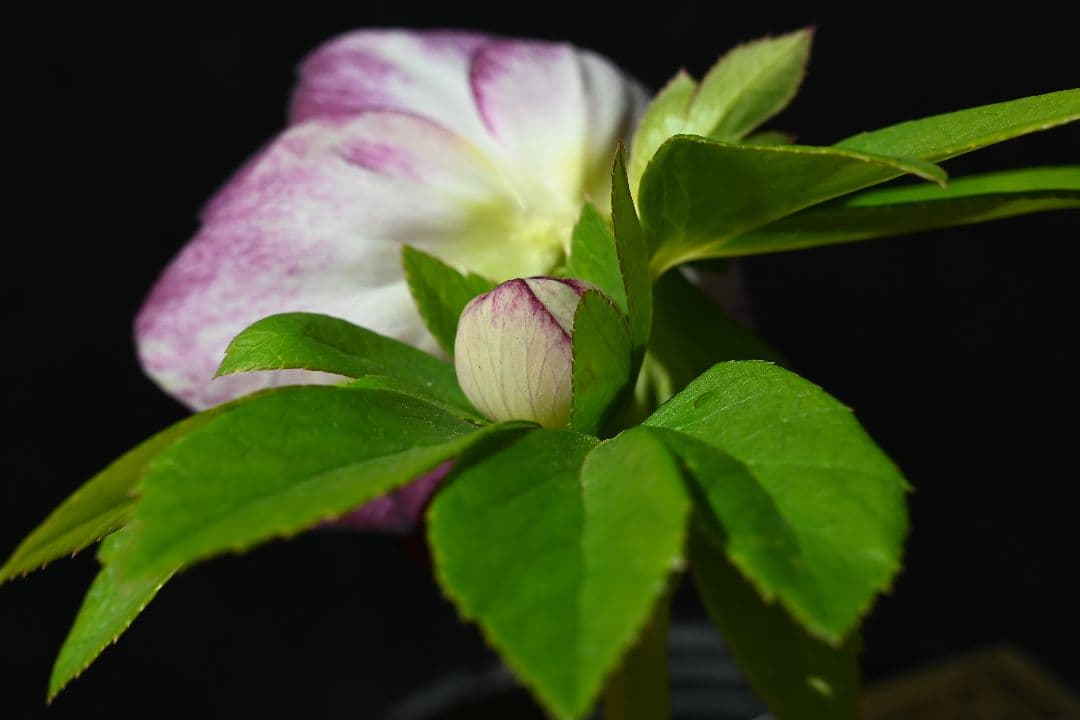 クリスマスローズ　認定紅白の輝き　加藤農園