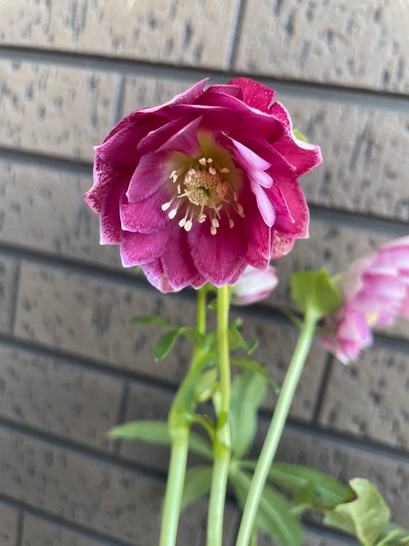 クリスマスローズ　開花株　4苗