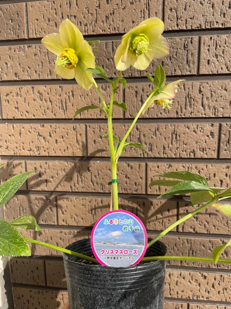 クリスマスローズ　開花株　4苗