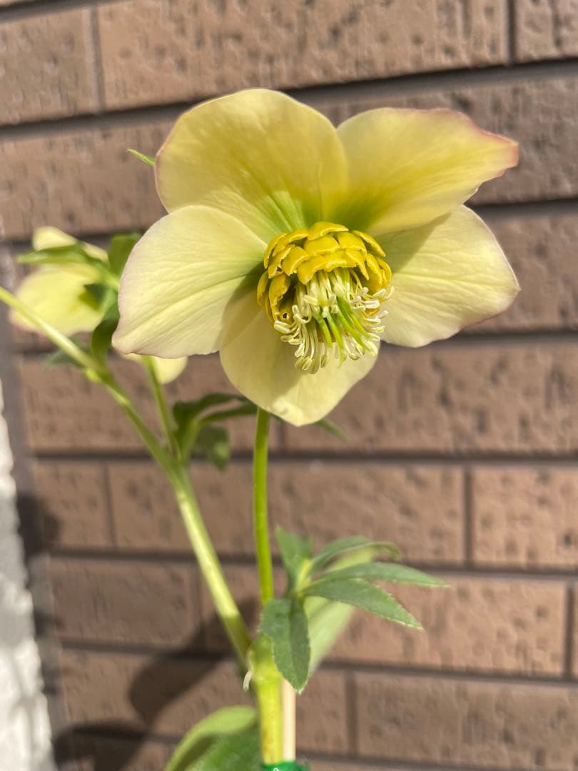 クリスマスローズ　開花株　4苗