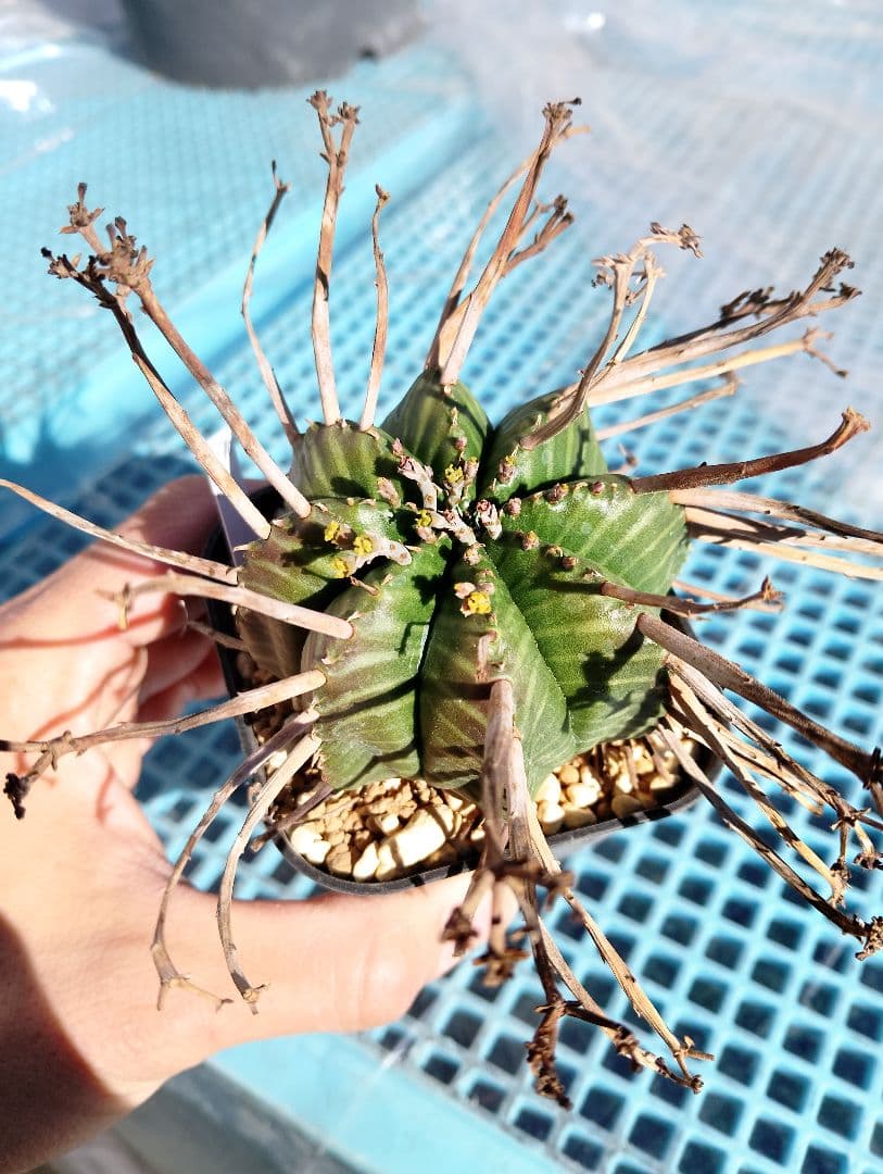 \"特選\" ユーフォルビア スーパー バリダ