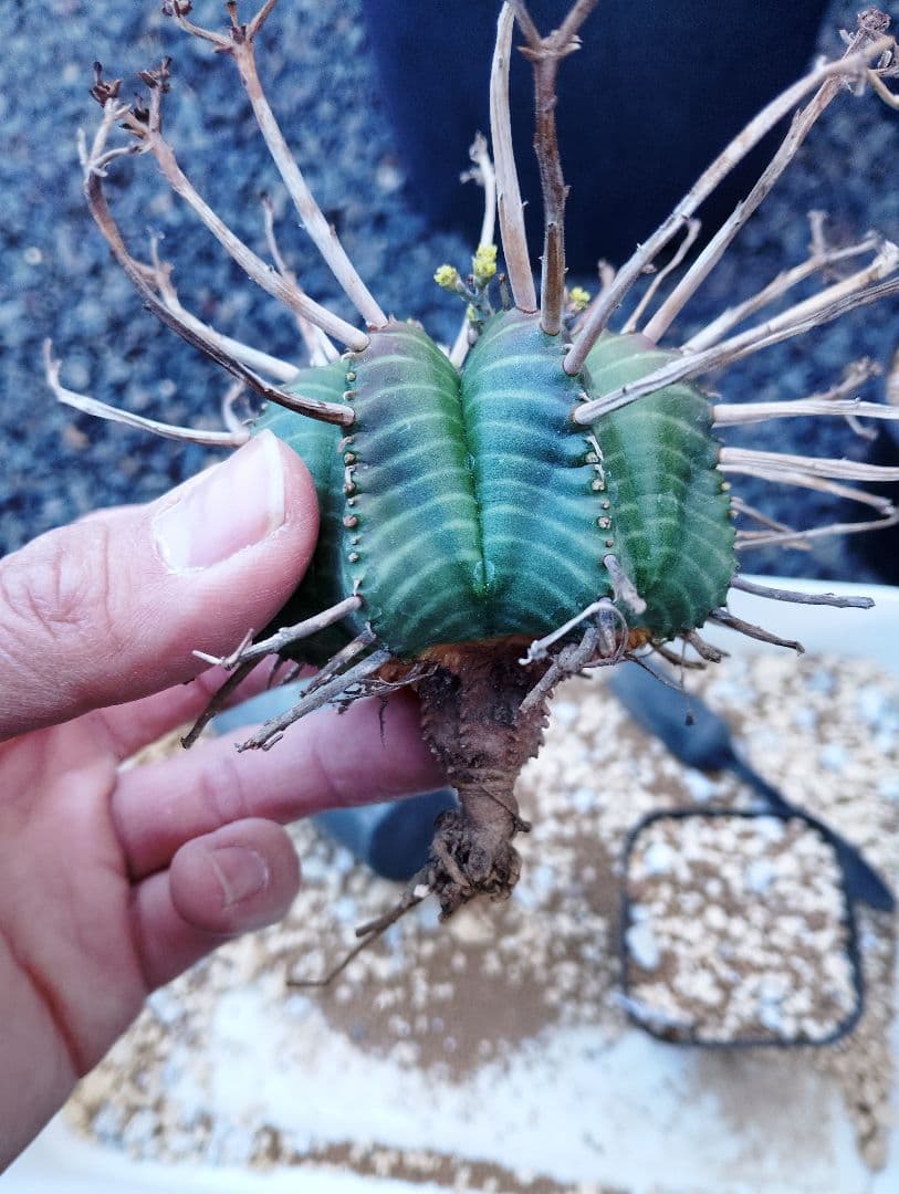 \"特選\" ユーフォルビア スーパー バリダ
