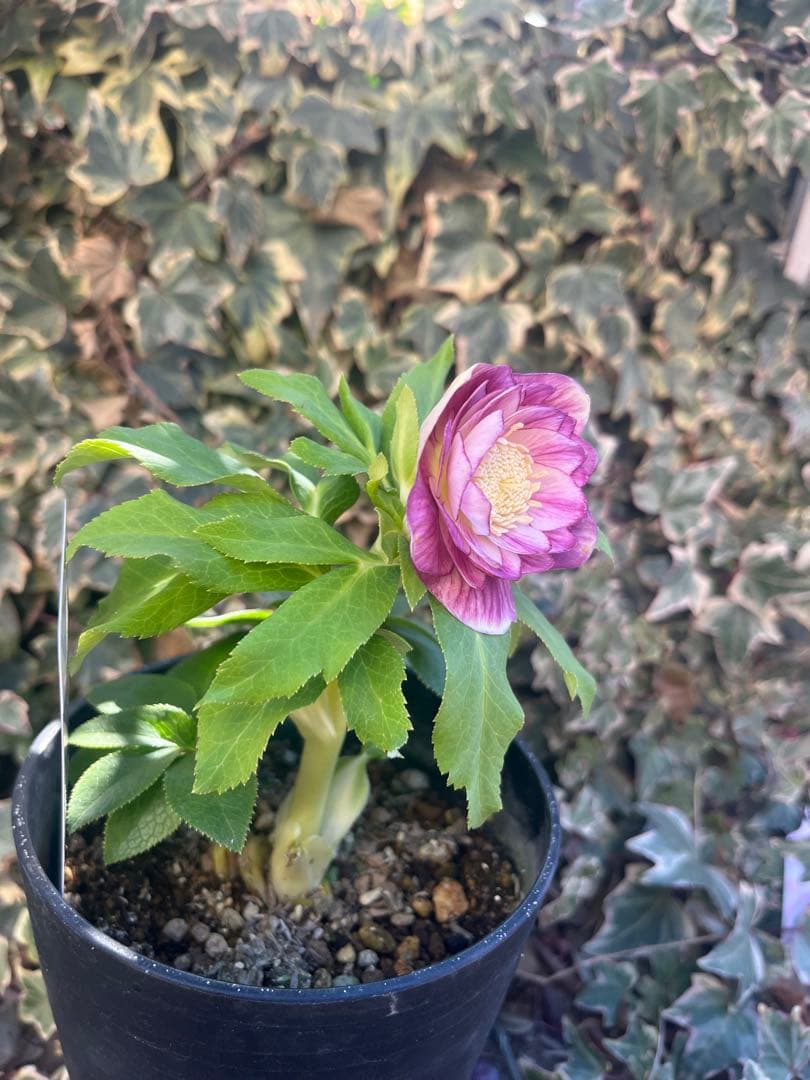 クリスマスローズ　広瀬園芸