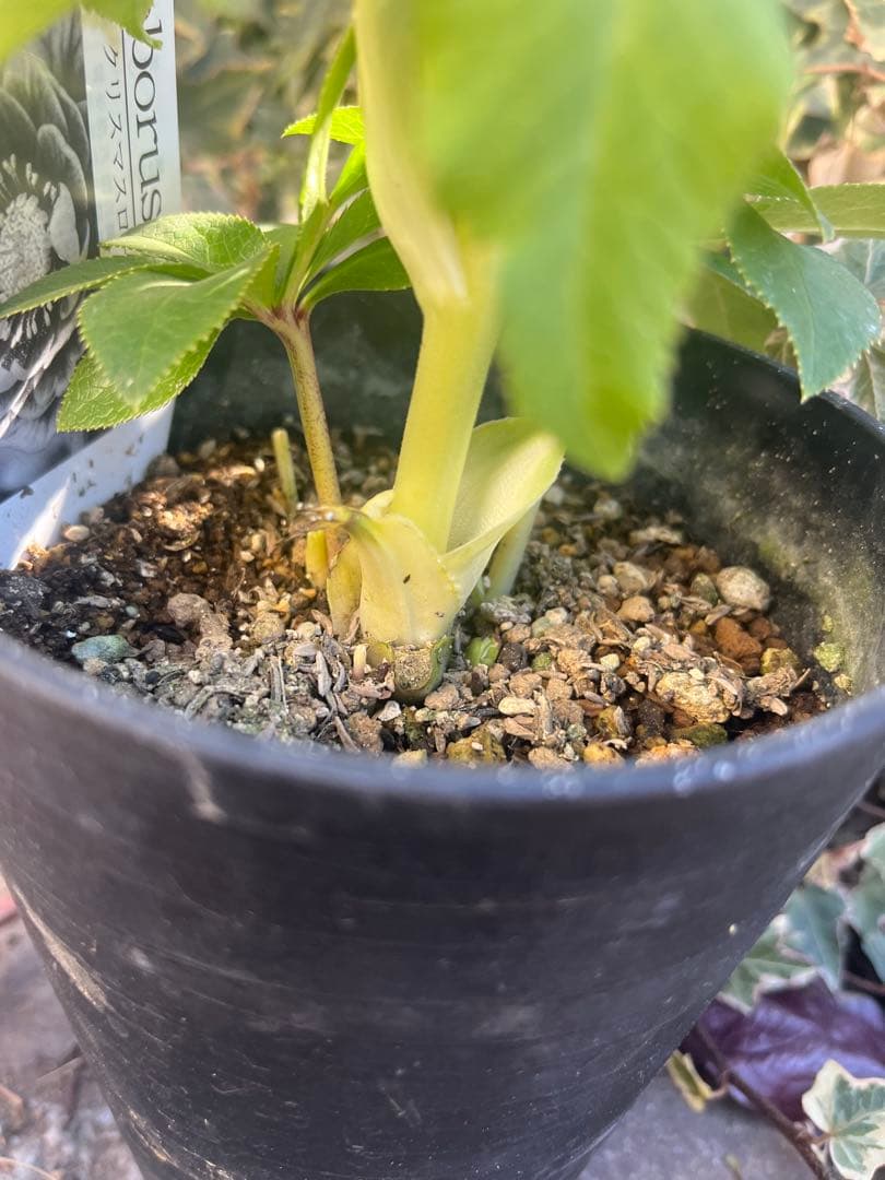 クリスマスローズ　広瀬園芸