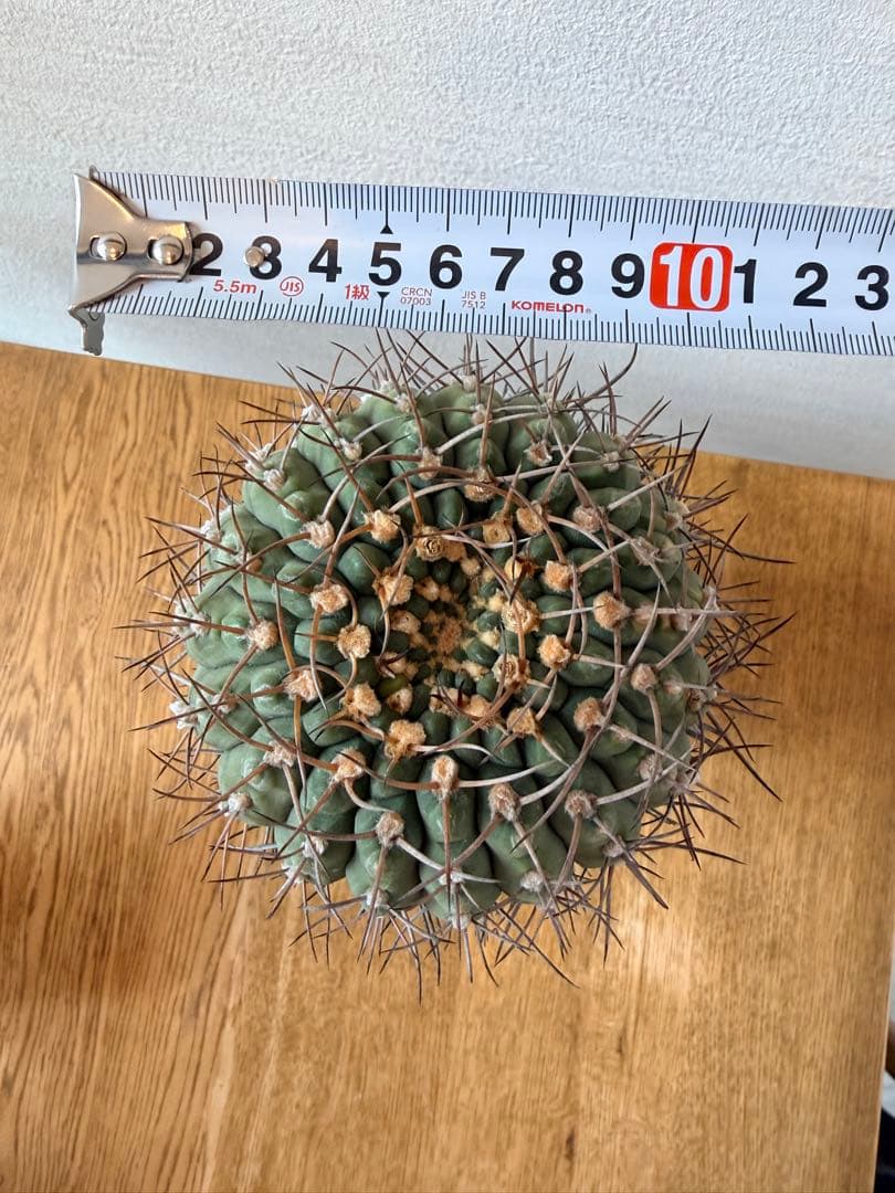 古株・大株: ギムノカリキウム三刺玉 (十字軍)