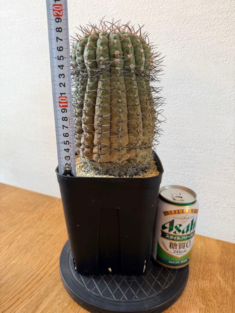 古株・大株: ギムノカリキウム三刺玉 (十字軍)