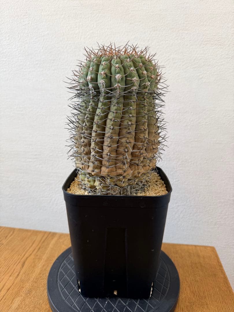 古株・大株: ギムノカリキウム三刺玉 (十字軍)