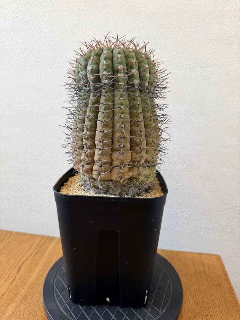 古株・大株: ギムノカリキウム三刺玉 (十字軍)