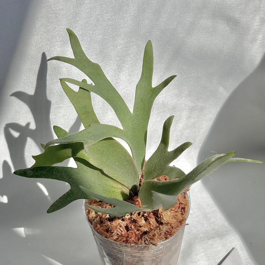 メルカリ便】 P. Willinckii Nano(spore)【V15】 - メルカリ