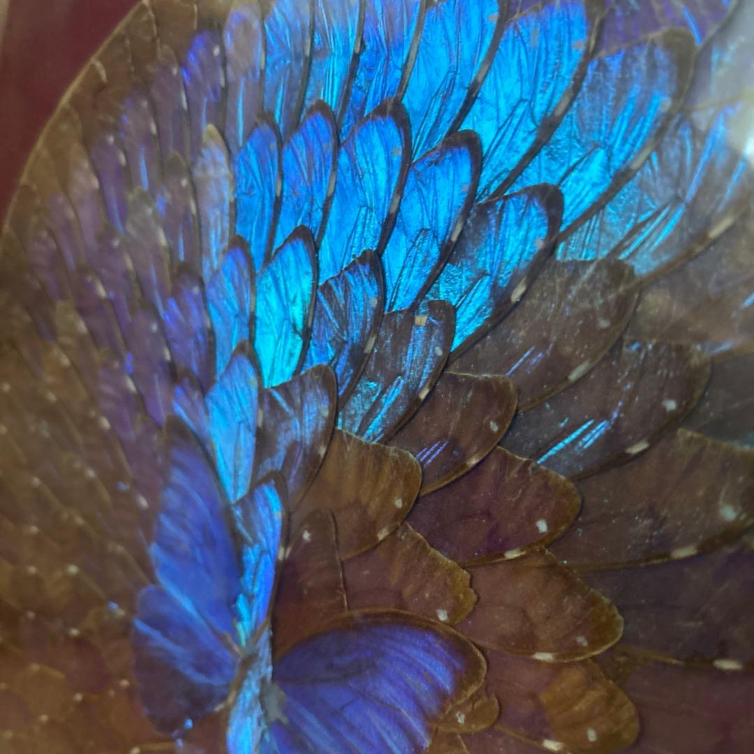 モルフォ蝶 蝶羽アート 壁掛け 額縁 額入り - メルカリ