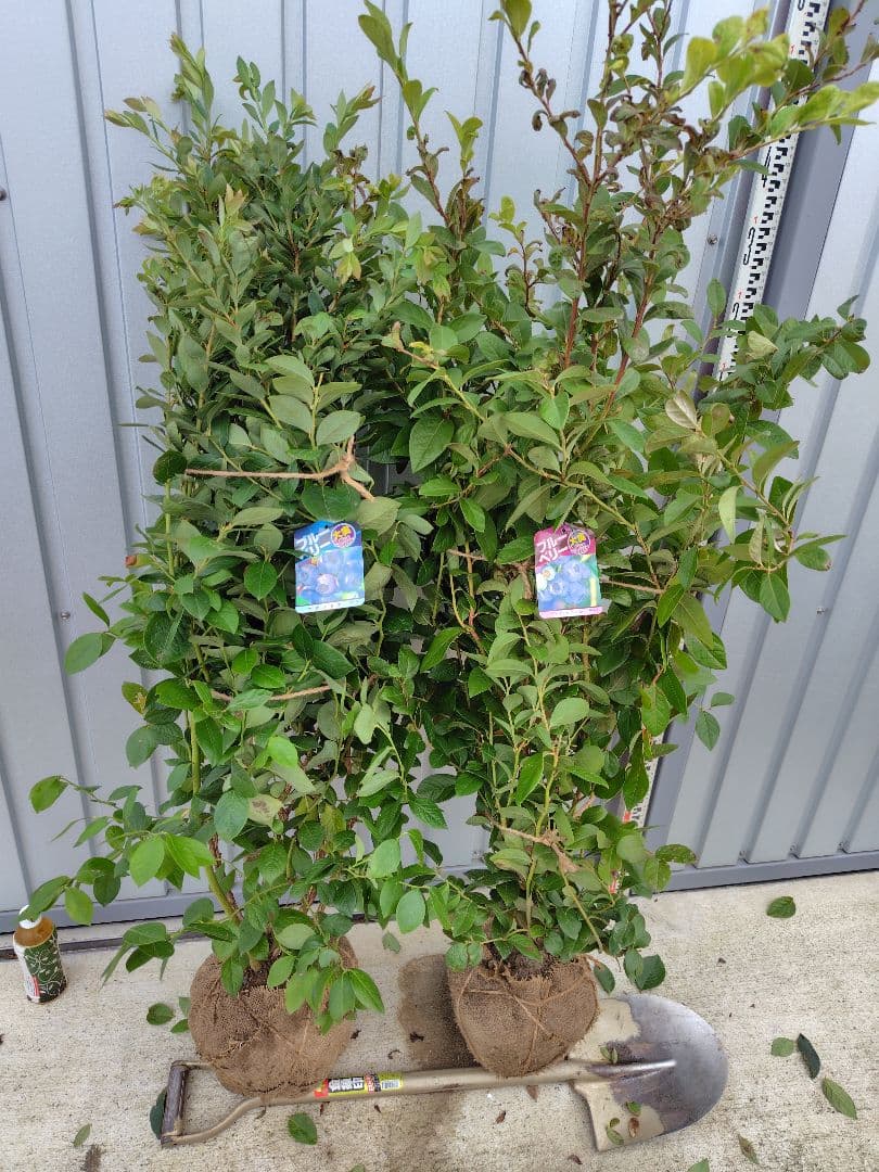 ブルーベリー苗オニール＆マグノリア大苗2本セット