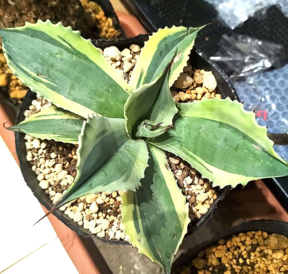 極上株】 オバティフォリア オルカ アガベ アガベパリー トランカータ