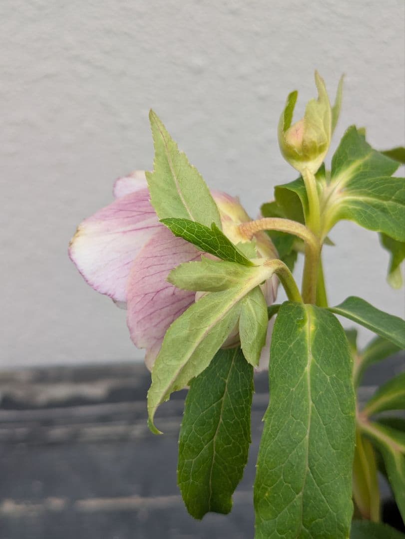 広瀬園芸】アンティークピンク 白覆輪 多弁リバーシブル 極美ベイン