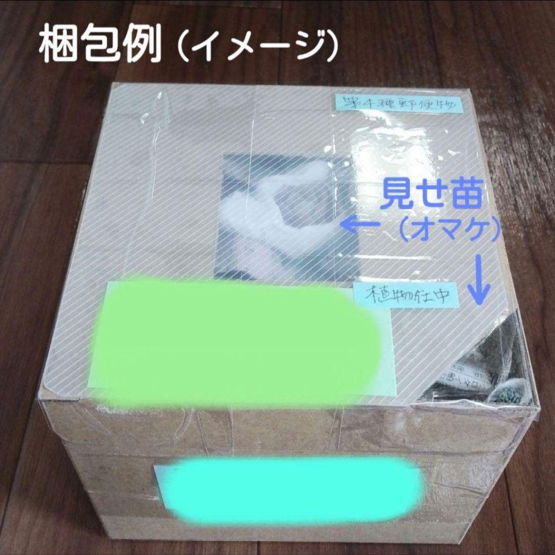 138. 多肉植物 スティルハート 730円【抜き苗】