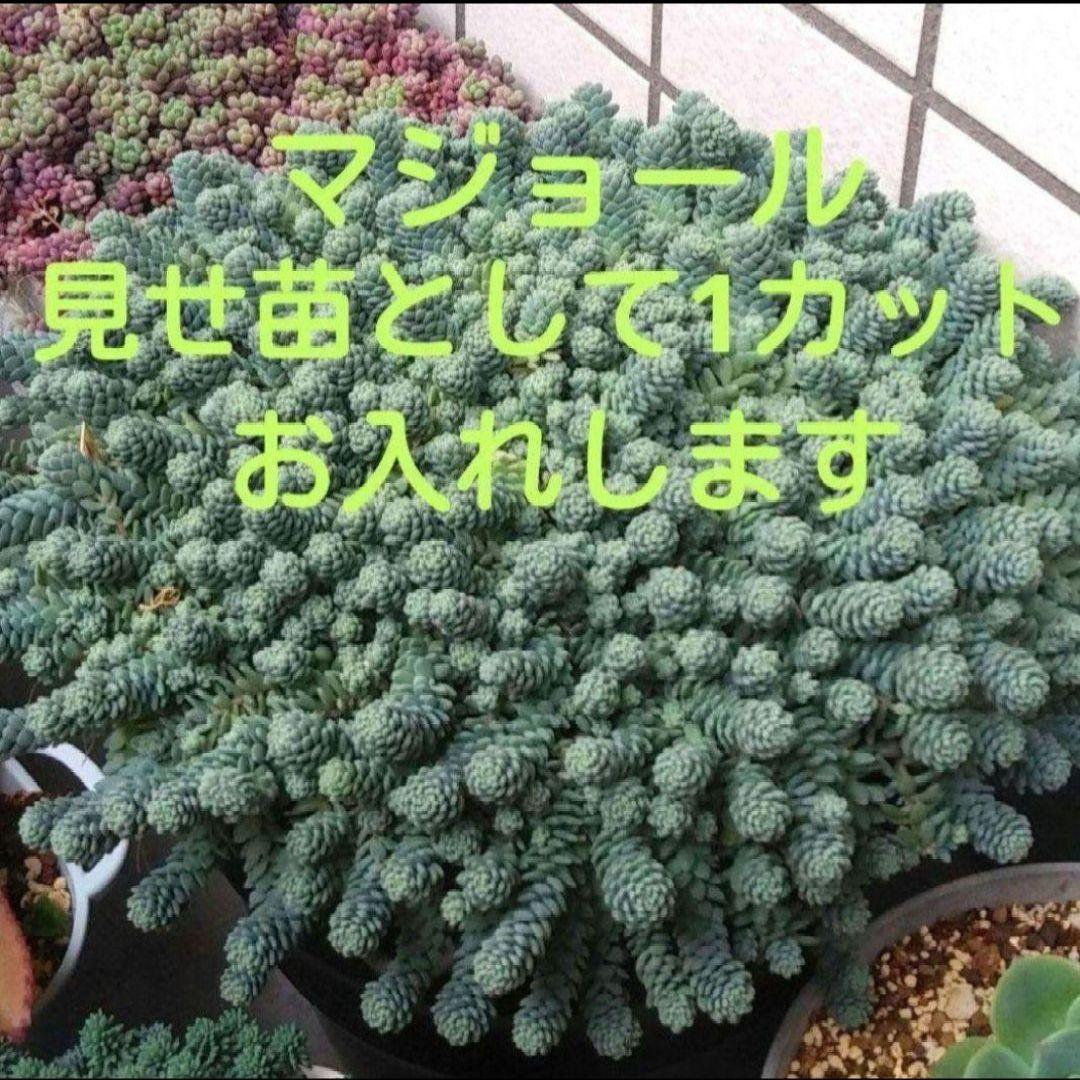 138. 多肉植物 スティルハート 730円【抜き苗】