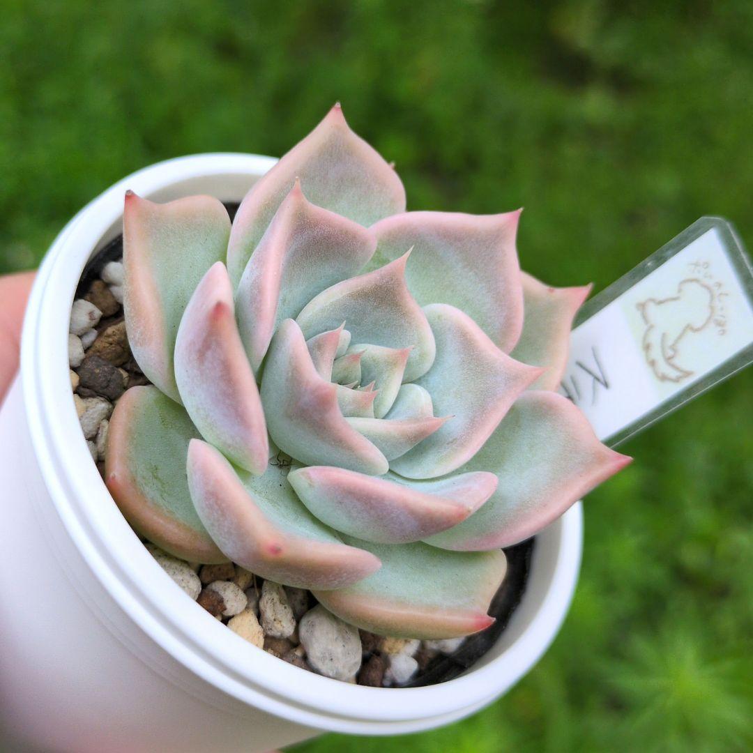 138. 多肉植物 スティルハート 730円【抜き苗】