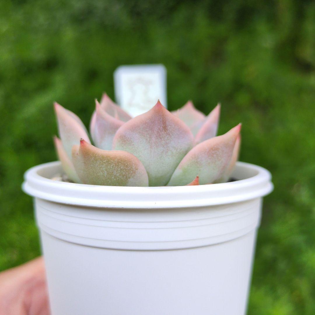 138. 多肉植物 スティルハート 730円【抜き苗】