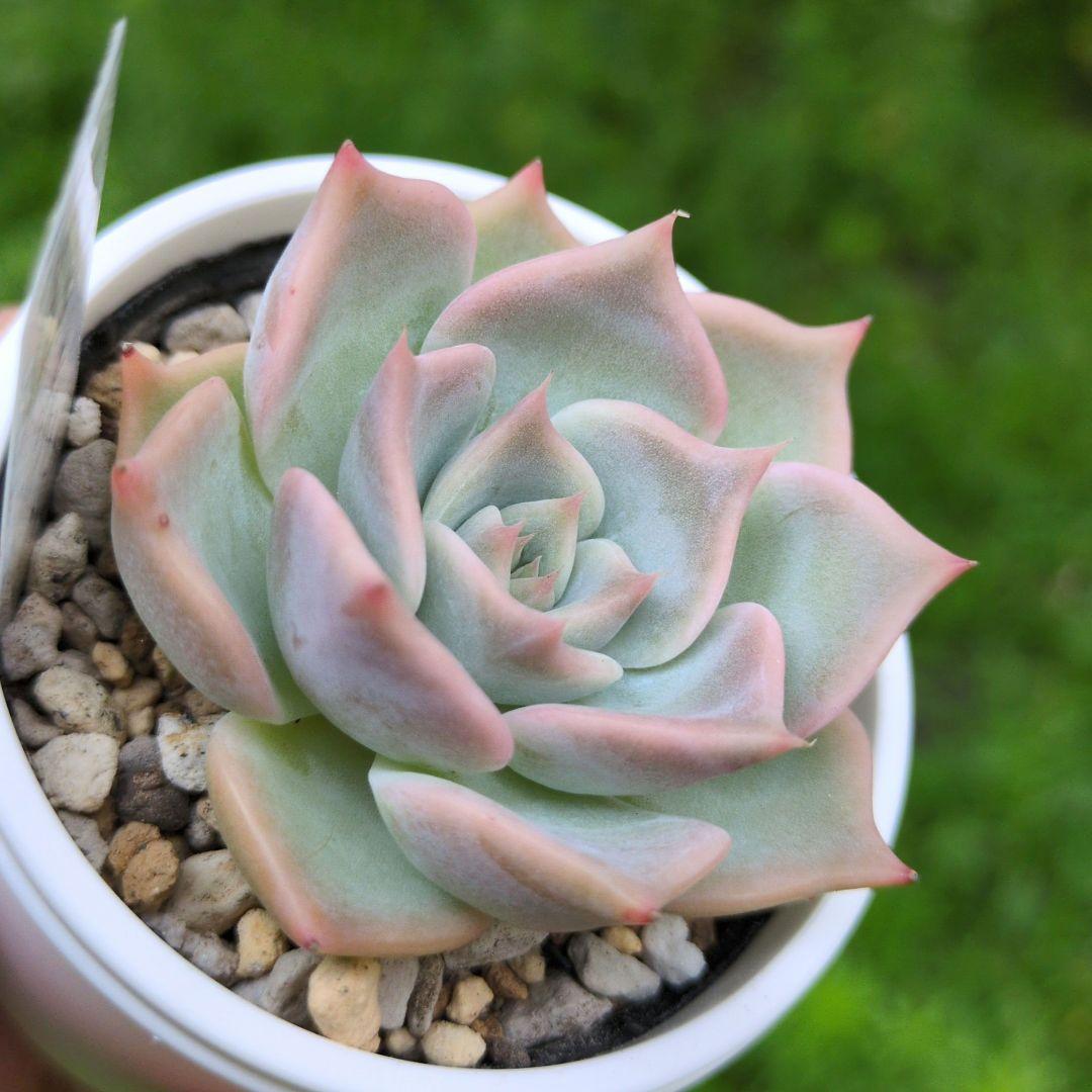 138. 多肉植物 スティルハート 730円【抜き苗】