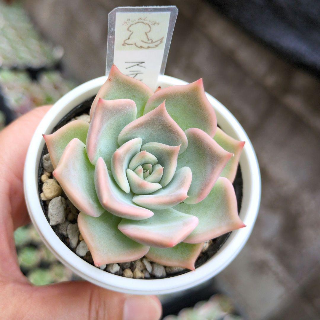 138. 多肉植物 スティルハート 730円【抜き苗】