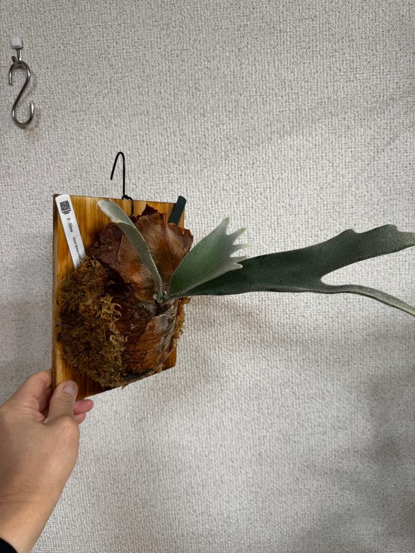 【子株】P. Elsa  Queen F307 ビカクシダ　子株　OC