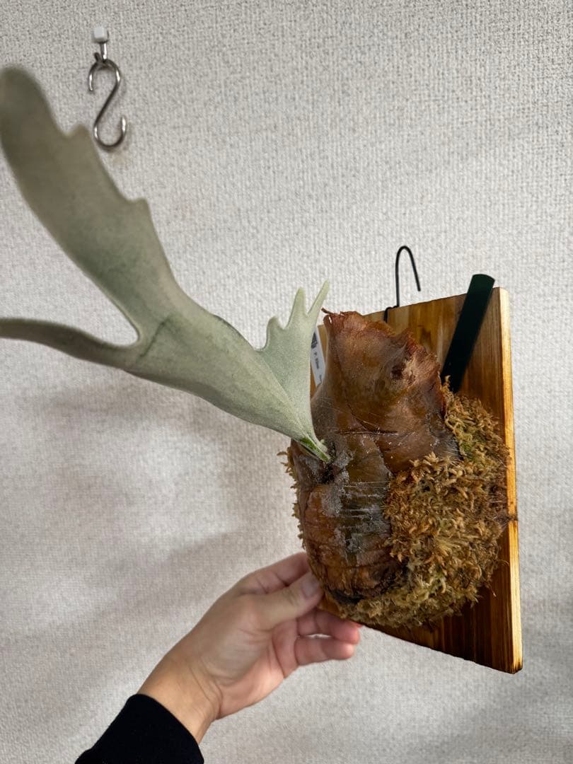 【子株】P. Elsa  Queen F307 ビカクシダ　子株　OC