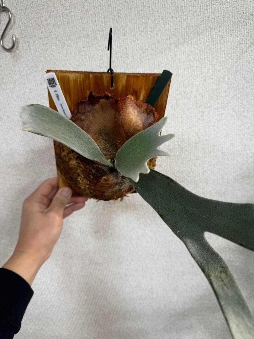 【子株】P. Elsa  Queen F307 ビカクシダ　子株　OC